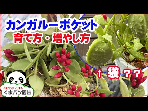 園芸 赤いカンガルーの足