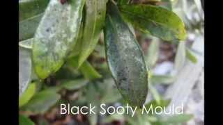 Top Tips #1 Black Sooty Mould