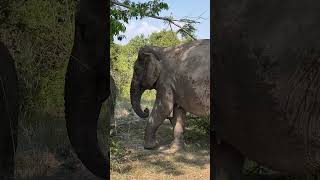 Download lagu Savath didn’t want to trip over the tree 😍❤️🐘 #elephant #keffamily #babyelephant #kef #chimean mp3