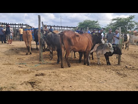 FEIRA DO GADO DE: ARARA-PB!!! "Parte02" 📹🌵🐂