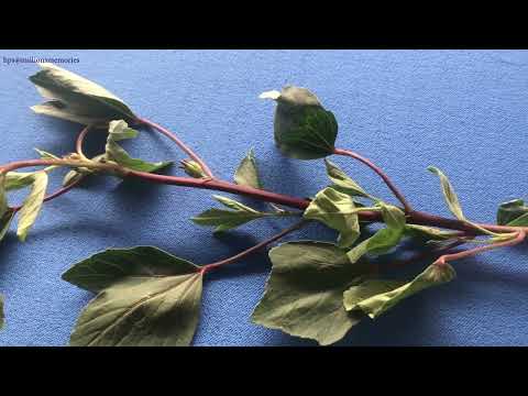 Tropical Roselle Leaf Vegetable #roselle #vegetables 🌿🥗