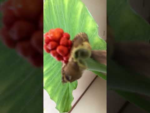 クワズイモ 外装メンテナンス 長く顕著な標本 茎 赤 装飾用