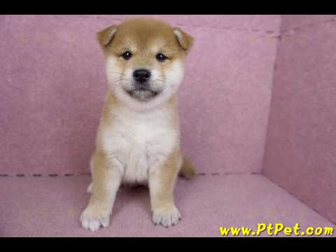 01/16赤色柴犬母幼犬