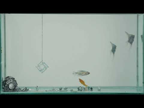 gyuris & grasa - készebben mint valaha feat. szalai