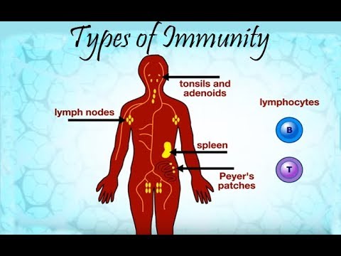 Types of immunity