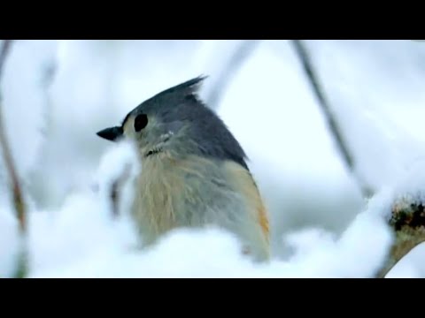 Bird calls in Gibbons’ Solace