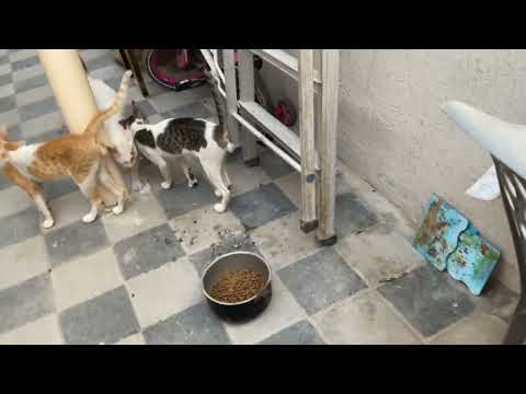 Hamid went to give cats food and the cats meowed