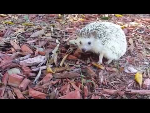 Hedgehog Exploring Outside