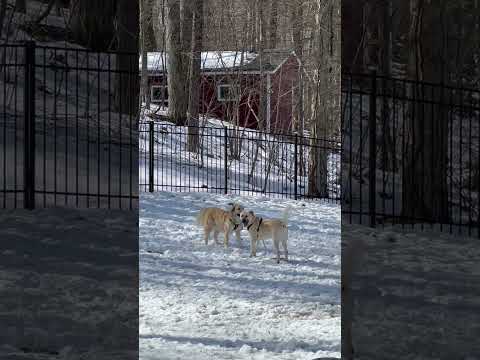 Polar, an adoptable Anatolian Shepherd in Bedford Hills, NY_image-1