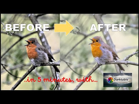Perfect Bird photos in 5 minutes, how to improve your noisy image.
