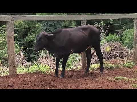 GIROLANDO - UMMA BOCAININHA - 2525-CL