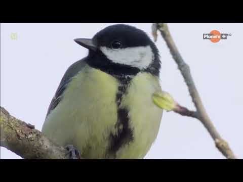 Sikorki - latający spryt (2022) Film Przyrodniczy PL