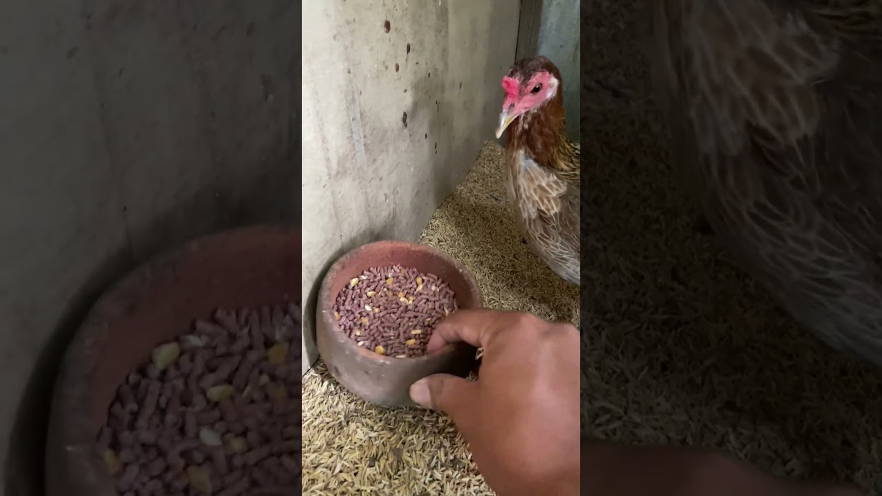 GMP 4 PARA SA NAKA BREEDING! BACKYARD LEVEL!