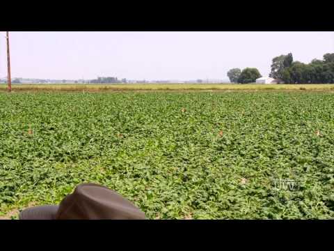 Phosphorus Fertilizer Management in Sugar Beets | 2014 Powell Field Day