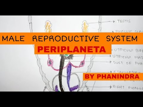 Inter 2nd year SYNAPTIC TRANSMISSION ZOOLOGY
