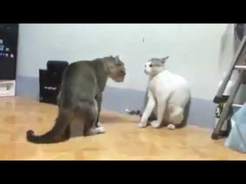 Kung fu cats fighting