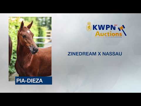 7 ZINEDREAM X NASSAU