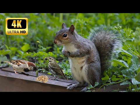 Cat TV for Cats to Watch😺10 Hours❤️ Beautiful Birds, Relax Your Pets(4K HDR)
