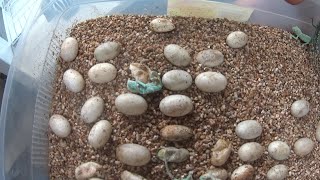 Así nacen los camaleones Con Daniel Orozco (Mario Blogs)