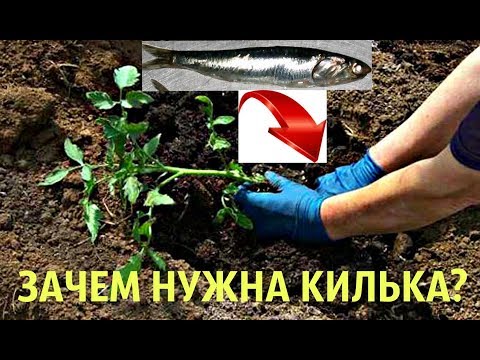 ПОЛОЖИТЕ КИЛЬКУ В ЛУНКУ‼️ И СНИМАЙТЕ ТОМАТЫ ВЕДРАМИ