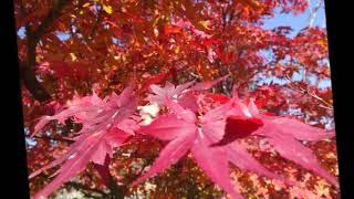 秋の紅葉コレクション