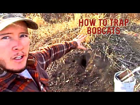 Bobcat Trapping: Easiest Way To Catch Bobcats