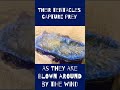 Velella velella