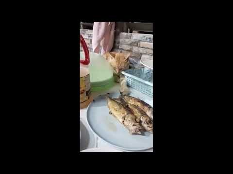 Animals Being Jerks | #shorts | r/animalsbeingjerks