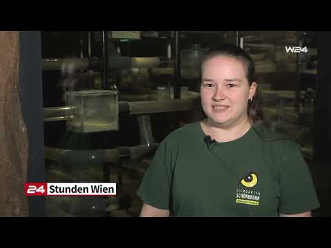 Nacktmull-Babys in Schönbrunn auf die Welt gekommen