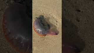 GAMBIANS Beware..."Portuguese man o'war" aka the "Floating Terror" is here!!! # Africa #danger