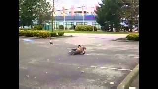 Goose  gets hit by car