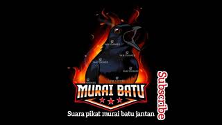 Download lagu Murai batu liar pasti nyahut dengar suara pikat yang satu ini mp3