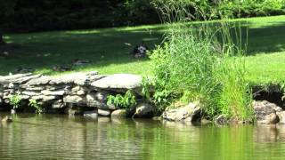 preview picture of video 'Prescott Farm Duck Pond - Middletown, RI'