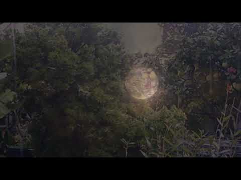 Trong tiếng mưa đêm Sheet - Nhất Chi Mai