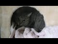 The Grey Tabby Cat Is Hiding In The Cat Cave
