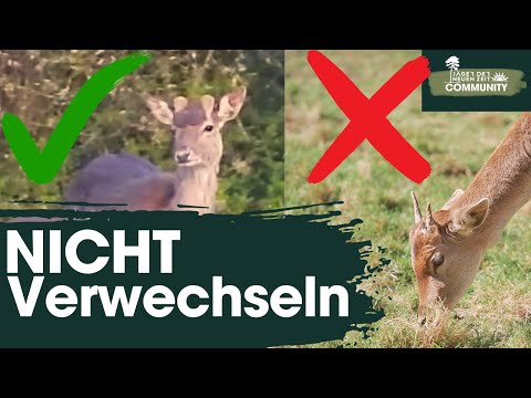 Avoid closed-season offenses! How to reliably distinguish between fallow deer bucks and young bucks.