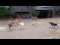 Street dogs fight