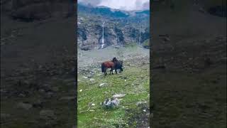Download lagu Beautiful Horse Mating. mp3