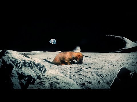 Mini Dachshund Goes To The Moon |  Funny Dog Video