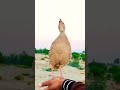 Irani Teetar Ki Awaaz Teetar Ka Sound Iraniteetarkiawaz Teetarsound Shortvideo Shorts Short
