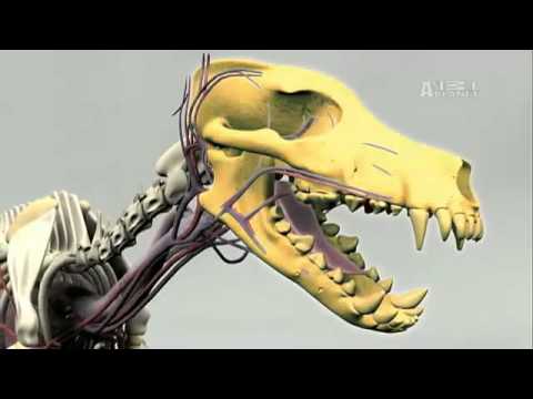 Pet4you.gr: Dogs Greyhound - Γκρέυχαουντ