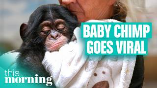 Meet the Couple Raising a Baby Chimp Like Their Own Child | This Morning