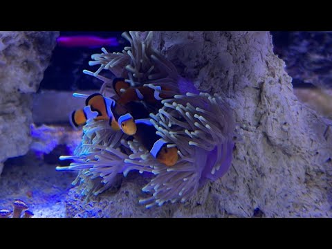 FAZIT - 1 Jahr Juwel Lido 200 Meerwasseraquarium 🎉✨🐠