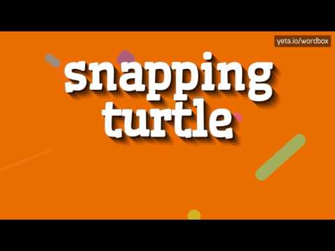 SNAPPING TURTLE - HOW TO PRONOUNCE IT? #snapping turtle