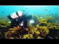 Fieldwork on the Frontlines: Why the Great Southern Reef Matters with Thomas Wernberg