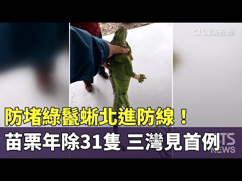 防堵綠鬣蜥北進防線！　苗栗年除31隻　三灣見首例