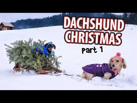 Ep 52: The Dogs Get Ready for The Holidays — Dachshund Christmas (Part 1)