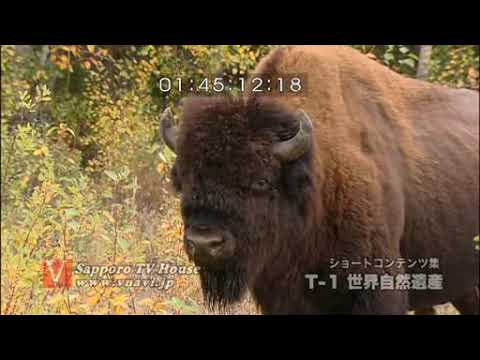 ウッド バッファロー国立公園