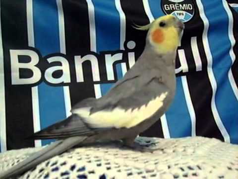 Calopsita Assobiando O Hino do Grêmio.avi - assista videos online gratis,videos para assitir g.flv