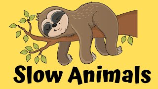 TOP 10 Slowest Animals | Learn Slowest Animals in The World